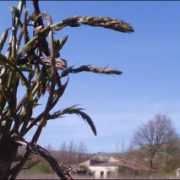 Sagra dell’asparago selvatico il 25 Aprile a Satriano
